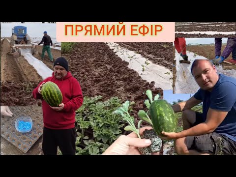 Вирощування КАВУНА 🍉 ВІД А ДО Я ... ПРЯМИЙ ЕФІР З АГРОНОМ