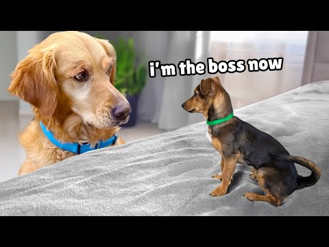 Golden Retriever Meets Tiny Rescue Puppy But she's Completely Fearless