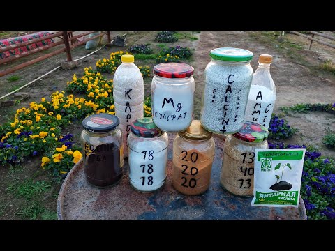 ПОСЛЕ ПИКИРОВКИ И ДО ПОЯВЛЕНИЕ БУТОНОВ как и чем подкармливать. НАРАСТИТЬ КУСТОВУЮ НАША ГЛАВНАЯ ЦЕЛЬ