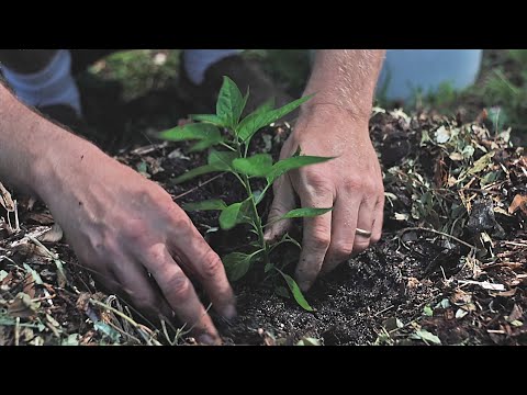 Don't Worry About Your Bad Dirt: Here's How to Make an Instant Garden and Start Gardening TODAY!