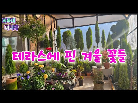 Beautiful flowers blooming in winter, terrace gardens waiting for spring, winter food...