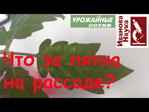 Что за пятна на рассаде? Только доказательная экспертиза!