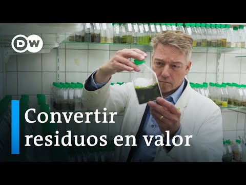 ¿Pueden las algas salvar el mundo? | DW Documental