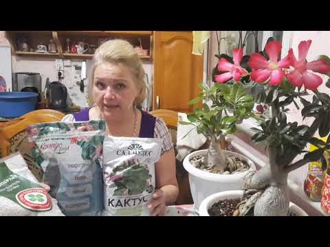 Adenium!!! Care, transplanting seedlings, soil, and much more.