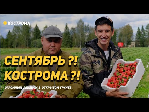 Альбион с кулак 🍓 в Сентябре! Кострома - выращивание клубники