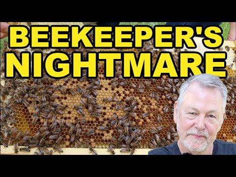 Beekeeping: Dying Bee Hive, Beekeeper's Worst Nightmare