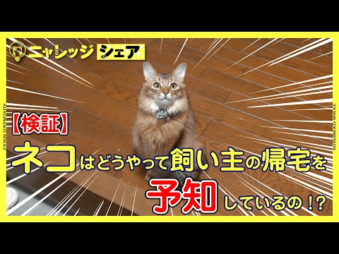 How do cats know when their owners will come home? [Verification]