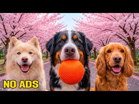 12 HOURS of Dog TV for Dogs to Watch 🐕🎶 Soothing Music for Energetic Dogs & Calm Balance 🌿🐾