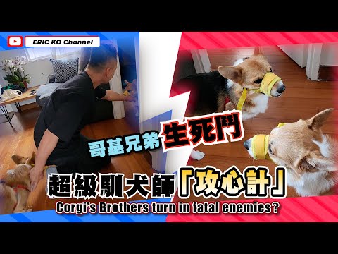 哥基兄弟生死鬥🔥超級馴犬師攻心計🫵🏻Corgi's Bother Turn in Fatal Enemies?