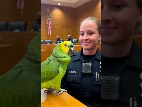 Divorce your husband quickly 😂 #comedyshorts #americasgottalent #funny