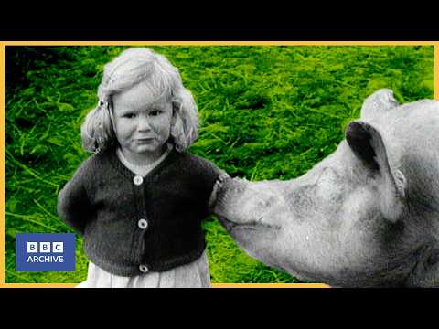 1957: Running a FAMILY FARM | Family Farm | World of Work | BBC Archive