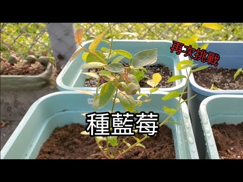 藍莓種植-台灣平地種藍莓，配土是重點Part 2 再次挑戰從苗開始（詳細資訊在說明欄）