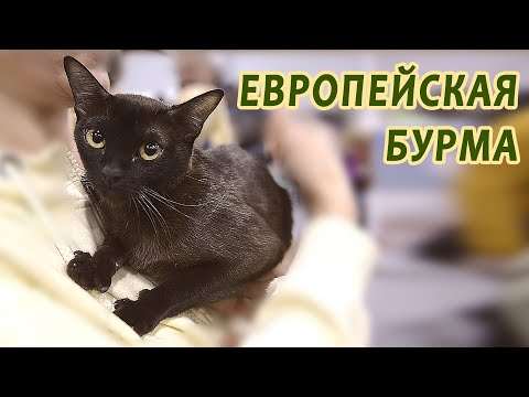 Burmese european - an extremely soft and gentle cat
