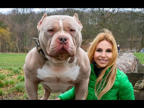 NOT DANGEROUS! THE AMERICAN BULLY DOG