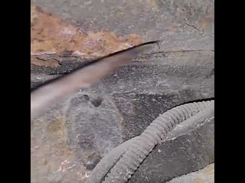 Антикор на ржавчину