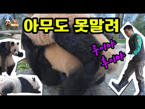 🗓20251219 바오패밀리🎦우당탕탕 루이후이 용인곰싸움 | 러아부부 퇴근영상🎦💕🐼러바오🐼아이바오🦝레몬🐼루이바오🐼후이바오💕