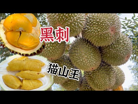 78 岁园主还每天劳作，不聘请工人，全靠自家人打理的榴莲园，从一筐榴莲二十多块，到现在已是满山黑刺和猫山王，硕果累累。原来农业真的很辛苦……