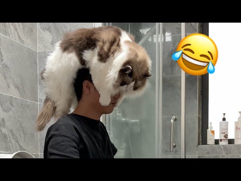 超级治愈的猫狗短片千万不要错过