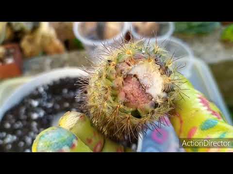 Укоренение кактусов🌵Легко и просто.