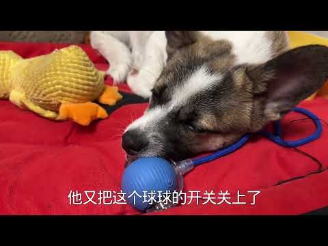 收养的流浪狗们像孩子一样贪玩，睡着了嘴里还叼着玩具，太可爱了