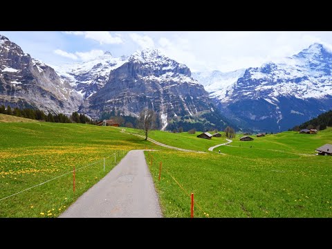 Grindelwald Switzerland 🇨🇭 in Spring with Daffodils | #swiss #swissview