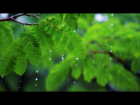 3시간 깊은 수면 명상음악 😴 스트레스 해소를 위한 편안한 휴식 사운드