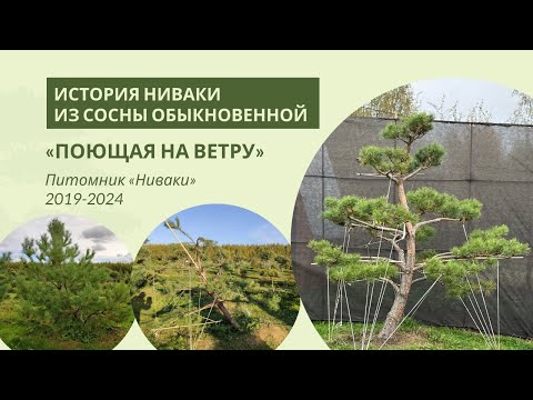 Сосна «Поющая на ветру»