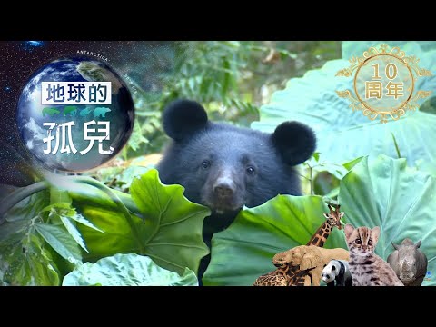 地球的孤兒~熊的國度，台灣黑熊生存保衛戰 Orphans of the Earth / Saving Formosan Black Bears【全集】｜白心儀
