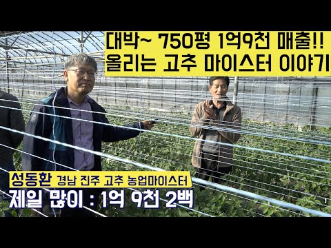 [한국농수산TV] 대박~ 750평에서 1억9천 매출 올리는 고추 마이스터 이야기~ 경남 진주