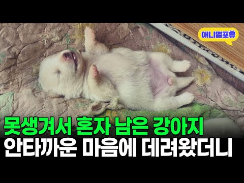 너무 못생겼다며 홀로 남겨진 강아지, 안쓰러운 마음에 데려왔더니 I KBS 동물극장 단짝 230909 방송