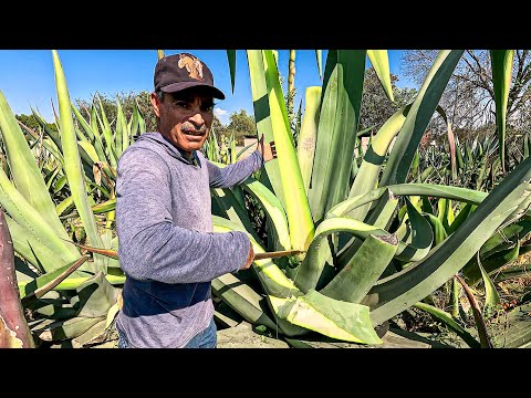 This is how a MAGUEY is THUNDERED for AGUAMIEL - Maguey Pulquero