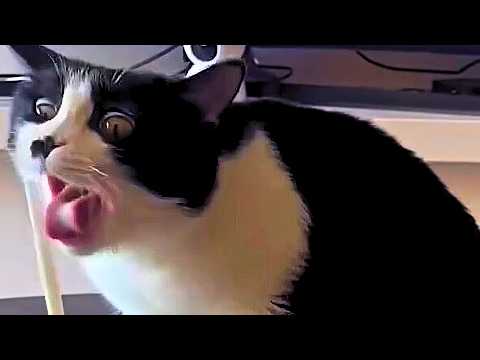 Инопланетные коты: смешные и странные поступки, которые невозможно объяснить!😂