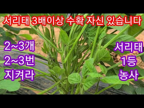 Aim for a maximum harvest of 5 times the frost soybeans. Keep 2-3, 2-3 times. For the best frost ...