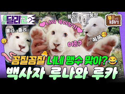 [🏃‍#달리GO] 🦁맹수 주의🦁 대구 동물원에 나타난 전 세계 희귀종🤍 아기 백사자 남매의 이야기! #TV동물농장 #달리 #DALI
