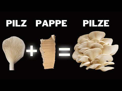 Mushroom Cultivation on Cardboard | A Simple & Affordable Method for Beginners