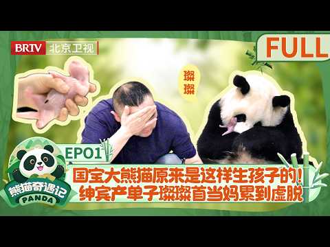 【ENG DUB】母爱不分种族！大熊猫绅宾成功诞下第 5 个宝宝，无力照顾却舍不得撒手，面对饲养员它的反应让人心酸！妈妈太伟大！【熊猫奇遇记】EP01
