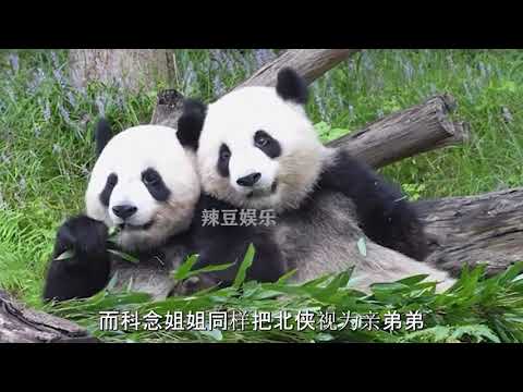 “光军大王”辉宝的腿究竟有多短？跳起来勉强能打姐姐膝盖 #大熊猫辉宝 #大熊猫睿宝 #国宝 #大熊猫