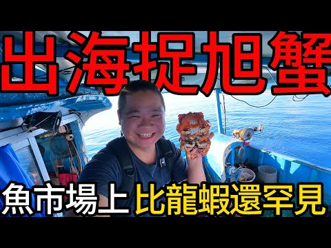 沒想到吧?這漁港竟然有在抓現流活旭蟹丨來自太平洋黑潮的旭蟹到底多好吃?