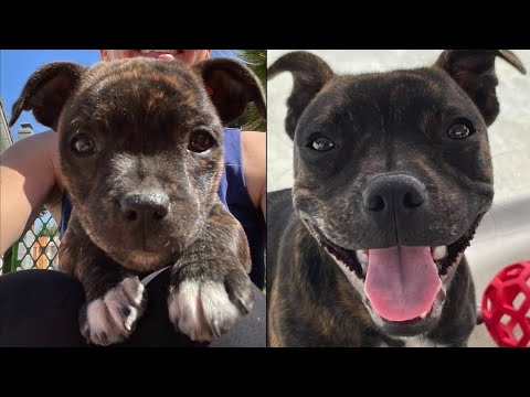Puppyhood in 365 days: A Staffy Puppy grows up!