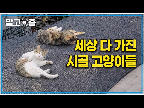 시골 노부부의 집에 눌러 살기로 한 고양이 세 마리. 정말 자유롭고 행복해 보이는 시골 고양이들의 일상｜고양이를 부탁해｜알고e즘