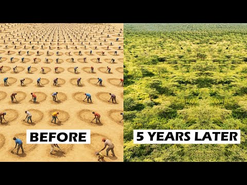 How Kenyans Are Restoring Forests Using Simple Holes in the Ground