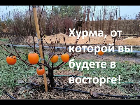 Бычье Сердце - настоящая восточная хурма.