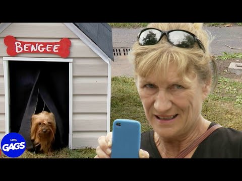 Le chien ne paye pas de taxes... | Juste Pour Rire Les Gags