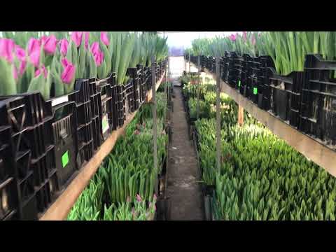 Вирощування тюльпанів/Вигонка тюльпанів/8 березня