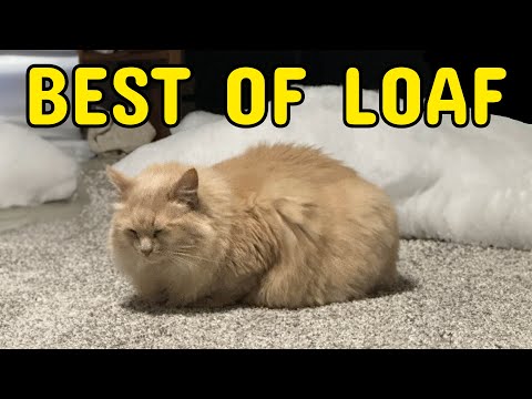 THE ALL TIME BEST OF LOAF