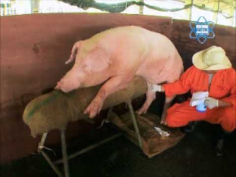 การรีดเก็บน้ำเชื้อสุกร