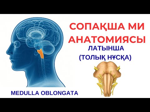 СОПАҚША МИ АНАТОМИЯСЫ | MEDULLA OBLONGATA | ҚАЗАҚША | ЛАТЫНША