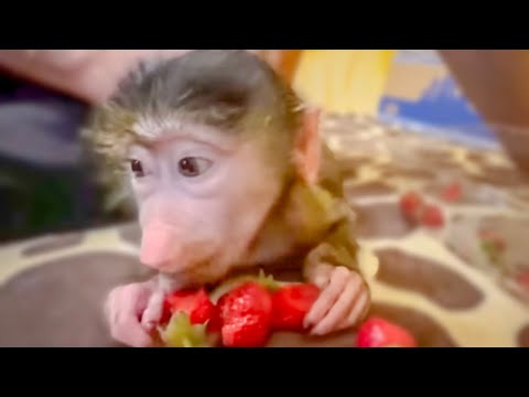 Степашка ПОМОГАЕТ Мане не упасть с дивана и ДЕЛИТСЯ с ней клубникой!