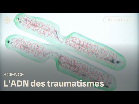 Quand les traumatismes se transmettent par les gènes | Découverte