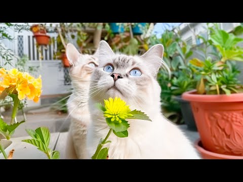 Deeply Healing Music to Make Your Cat Happy - Instantly Calm Your Anxious Cats, Gentle Cat Music